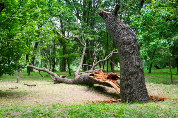 Best Tree Removal Service  in Anton, TX