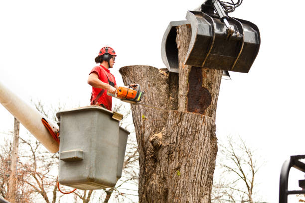 Best Commercial Tree Services  in Anton, TX